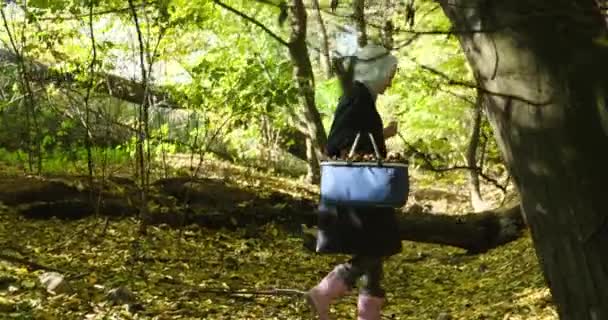 바구니가 있는 버섯을 찾고 있는 가을 숲의 소녀 버섯 절단기 — 비디오