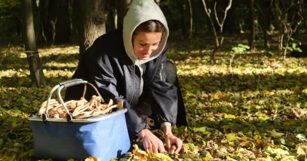 Rechercher des champignons dans les bois. femme coupe un champignon avec un couteau. — Video