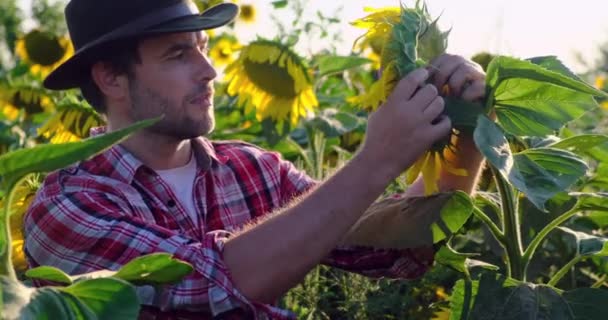 Farmer in a plaid shirt examines the quality of a sunflower crop. shows okey — Stock Video