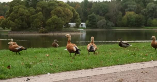 Pato-reais no inverno nadando nas águas de um rio quente. pássaros no parque — Vídeo de Stock