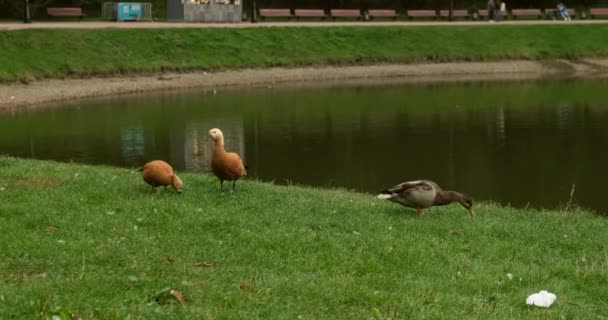 Kışın sıcak bir nehrin sularında yüzen yaban ördeği. Parktaki kuşlar — Stok video
