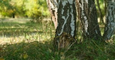 Ormanda mantar toplayan eller. Kadın mantar arıyor. mantar toplayıcı