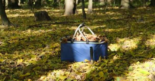 Дільники гриби порніні в кошику в траві в лісі в сонячному світлі крупним планом — стокове відео