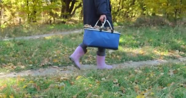 Nő gomba kosár séta őszi erdő Birch. A gombaszedésre. — Stock videók