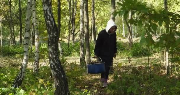 Kobieta z grzybami w koszu spacerując jesienny las Brzoza. Za zbieranie grzybów. — Wideo stockowe