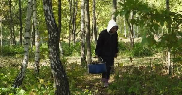 Mulher com cogumelo na cesta andando floresta de outono Vidoeiro. À colheita de cogumelos — Vídeo de Stock