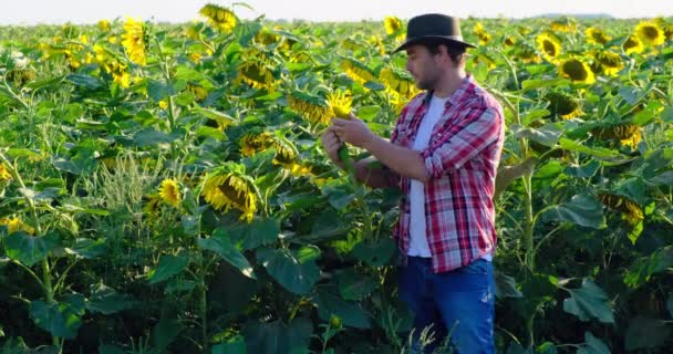 Rolnik w kowbojskim kapeluszu i koszuli w kratę oglądanie nasion słonecznika w jesiennych zbiorach — Wideo stockowe