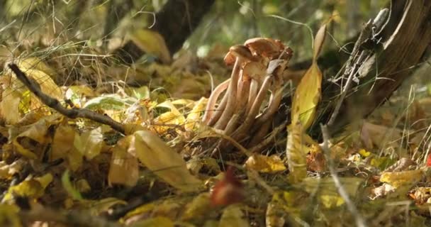 Händer plockar svamp i skogen. Kvinnan letar efter svamp. Svampplockare — Stockvideo