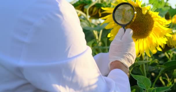 Asystent laboratoryjny w rękawiczkach i białym płaszczu pracujący na polu słonecznika — Wideo stockowe