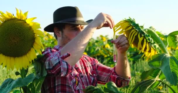 Agricultor masculino close-up exploração com Pipeta. tubo de ensaio. folhas de girassol — Vídeo de Stock