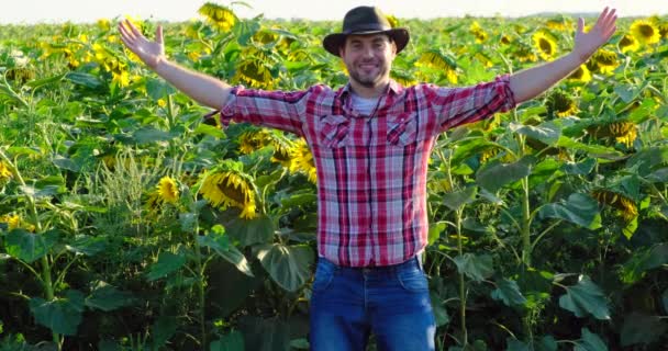 Farmer in cowboy hat and plaid shirt watching sunflower seed in autumn harvest — Stock Video