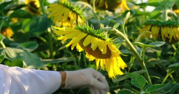 Männerhände eines Bauern in Großaufnahme mit Pipette. Sonnenblumenblätter — Stockvideo