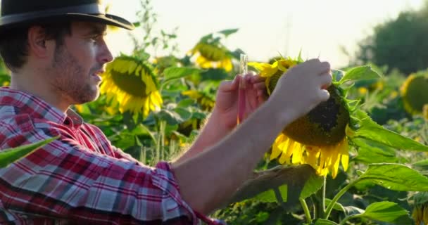 Male farmer close-up holding with Pipette. test tube. sunflower leaves — Stock Video