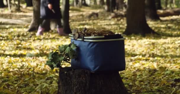 Плетеная корзина, полная собранных грибов. Не в фокусе женщина, собирающая грибы — стоковое видео