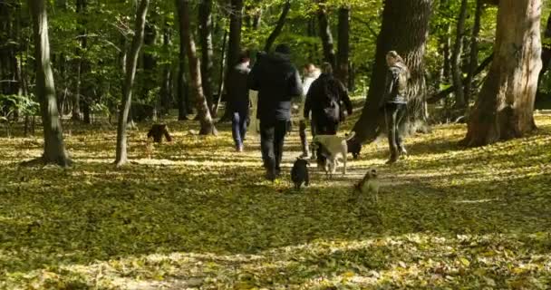 Amigos están paseando en el bosque con perros. alegre compañía va con animales — Vídeos de Stock