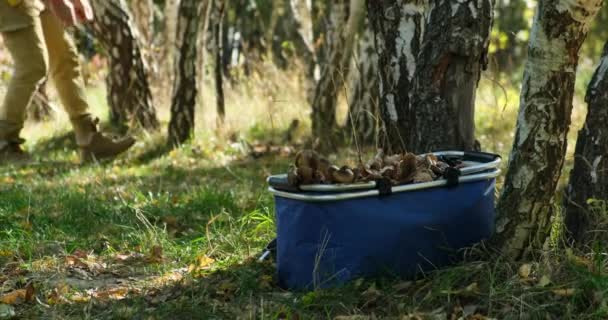 Cesta de mimbre llena de setas cosechadas.fuera de foco hombre recogiendo setas — Vídeos de Stock