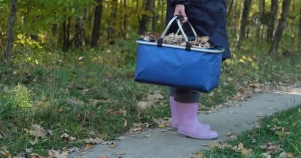 Lány gomba szedő áll egy kosár gomba az őszi erdőben — Stock videók