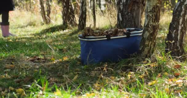 Плетений кошик повний зібраних грибів. з фокусу жінка збирає гриби — стокове відео