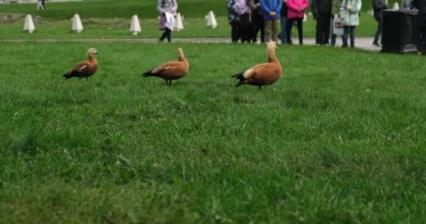 Un grupo de personas en el parque de la ciudad observando una bandada de aves — Vídeos de Stock