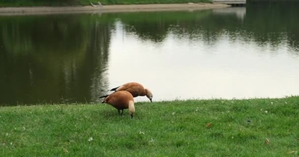 Hermosos patos en el parque de la ciudad comiendo hierba verde en el bosque de otoño — Vídeos de Stock