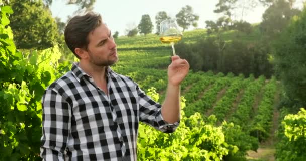 Stylish man in a plaid shirt stands in the vineyards with a glass of white wine — Stock Video