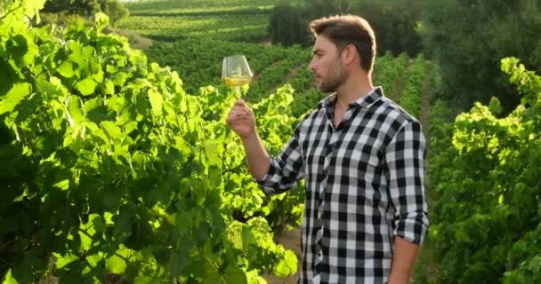 Stylový muž se sklenkou vína stojí na vinařství mezi vinicemi — Stock video