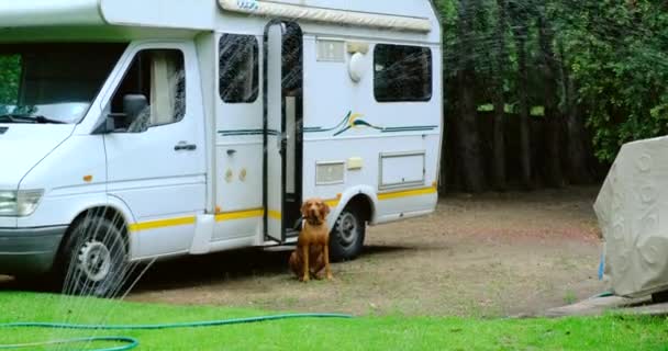 The dog is sitting near the motorhome, watering the lawn with green grass — Stock Video