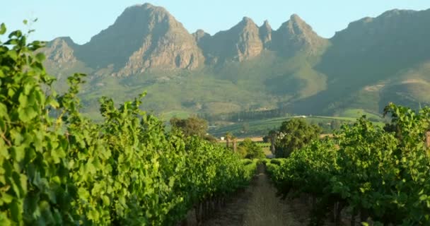 Vineyards with grapevine and winery along wine road in the evening sun Africa — Stock Video