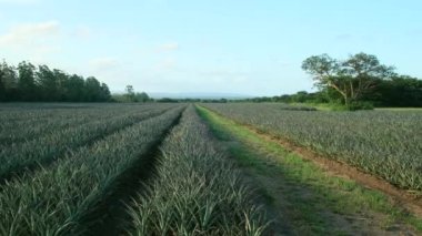 Büyük yeşil bir ananas çiftliği hasat için hazır. Kosta Rika