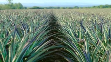 Büyük yeşil bir ananas çiftliği hasat için hazır. Kosta Rika