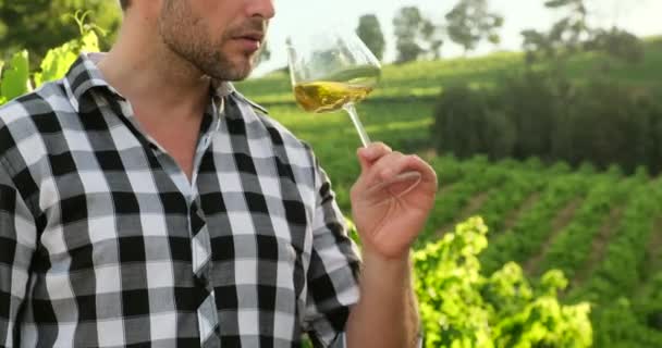 Stijlvolle man in een geruit shirt staat in de wijngaarden met een glas witte wijn — Stockvideo