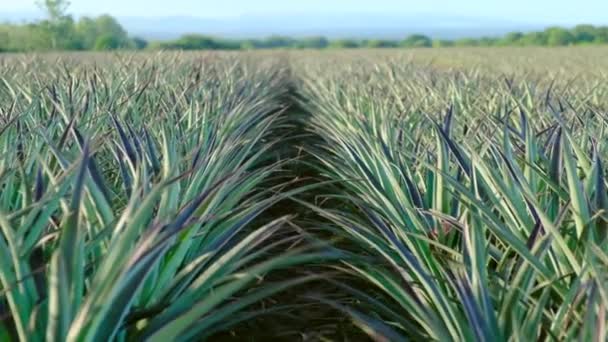 Une grande plantation d'ananas verts est prête pour la récolte. Costa Rica — Video