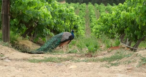 Hermoso pájaro pavo real camina en una plantación de viñedos. — Vídeos de Stock