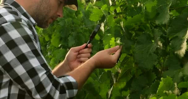 Farmer with magnifying glass examining grapes at winery — Stock Video