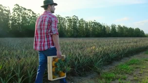 Αγρότης με πουκάμισο και μπότες περπατά μέσα από τα χωράφια με ανανάδες στην Αμερική — Αρχείο Βίντεο