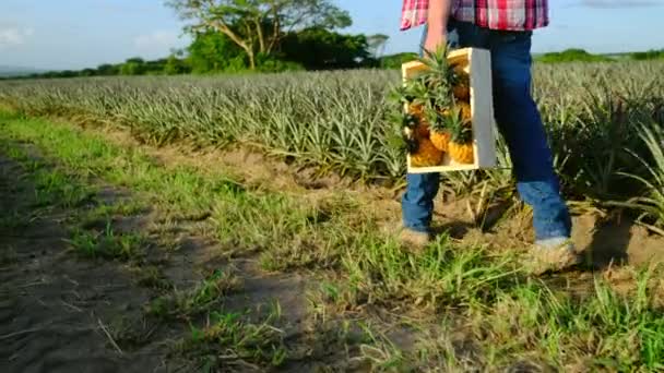 A male farmer holds a box of pineapples and walks through the field — Vídeo de stock