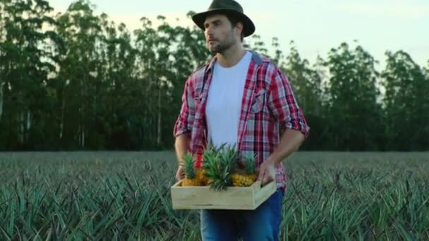 Een mannelijke boer houdt een doos ananassen vast en wandelt door het veld — Stockvideo