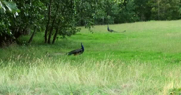 Hermoso pavo real macho camina con gracia sobre la hierba durante la temporada de apareamiento. — Vídeos de Stock