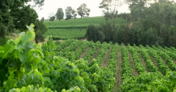 Vineyard Sunrise, Bordeaux Vineyard, Γαλλία πανοραμική λήψη ενός αμπελώνα — Αρχείο Βίντεο
