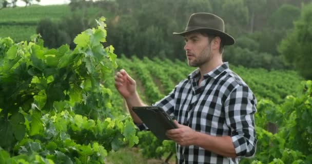 Man in shirt with tablet on the field. Harvest Season. Picking grapes. — Vídeo de stock