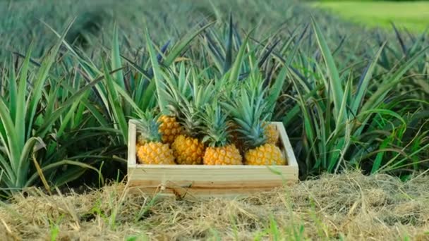 Ένα κουτί με ώριμους ανανάδες στέκεται σε μια φυτεία ανανά — Αρχείο Βίντεο