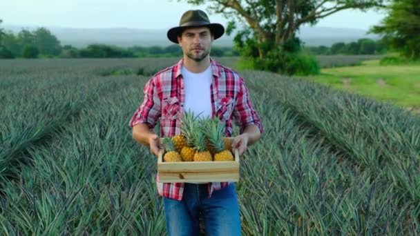 Un uomo in camicia da contadino sta con una scatola di ananas maturo tra i campi — Video Stock