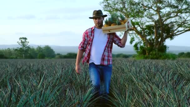 Un uomo in camicia da contadino sta con una scatola di ananas maturo tra i campi — Video Stock