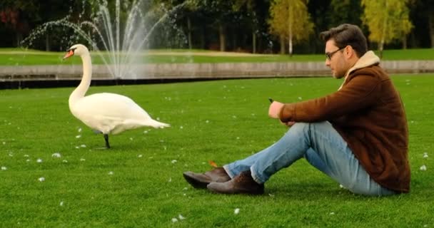 Прекрасні Лебеді Парку Лебедів Елегантна Людина Пальто Сидить Зеленій Траві — стокове відео