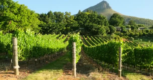 Gorgeous Sunset Beautiful Green Vines Beautiful View Vineyards Winery Grape — Stock Video
