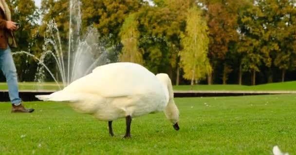 一个很有魅力的年轻人在户外聊天 一只漂亮的白天鹅在城市公园里吃草 背景是一个拿着相机的男人拍照 中年摄影师用相机拍照 — 图库视频影像