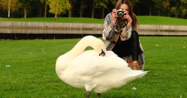 Attractive Young Woman Talking Pictures Outdoors Beautiful White Swan Eats — Stock Video
