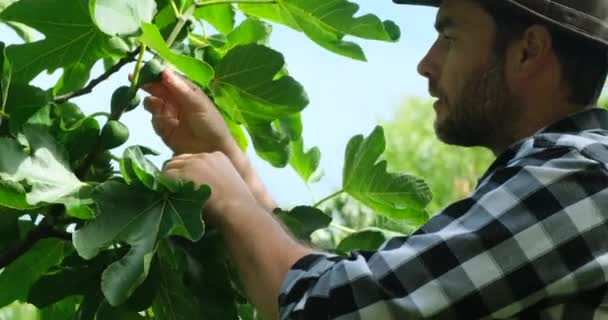 头戴牛仔帽 身穿牛仔衬衫的积极农民正在收获他的第一个无花果收获 在自家花园里种树的人 一个农民站在一棵长有无花果树的绿树旁 看着成熟的果实 — 图库视频影像
