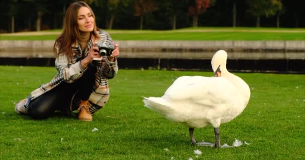 有魅力的年轻女子在户外谈论图片 一只漂亮的白天鹅在城市公园里吃草 背景是一个拿着相机的女孩在拍照 博客摄影师用相机拍照 — 图库视频影像