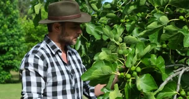 一位身穿格子花衬衫 头戴牛仔帽的美国农民站在无花果树旁 察看一种新的果树 农夫检查无花果的质量 无花果树的果实可以吃 绿皮的 — 图库视频影像
